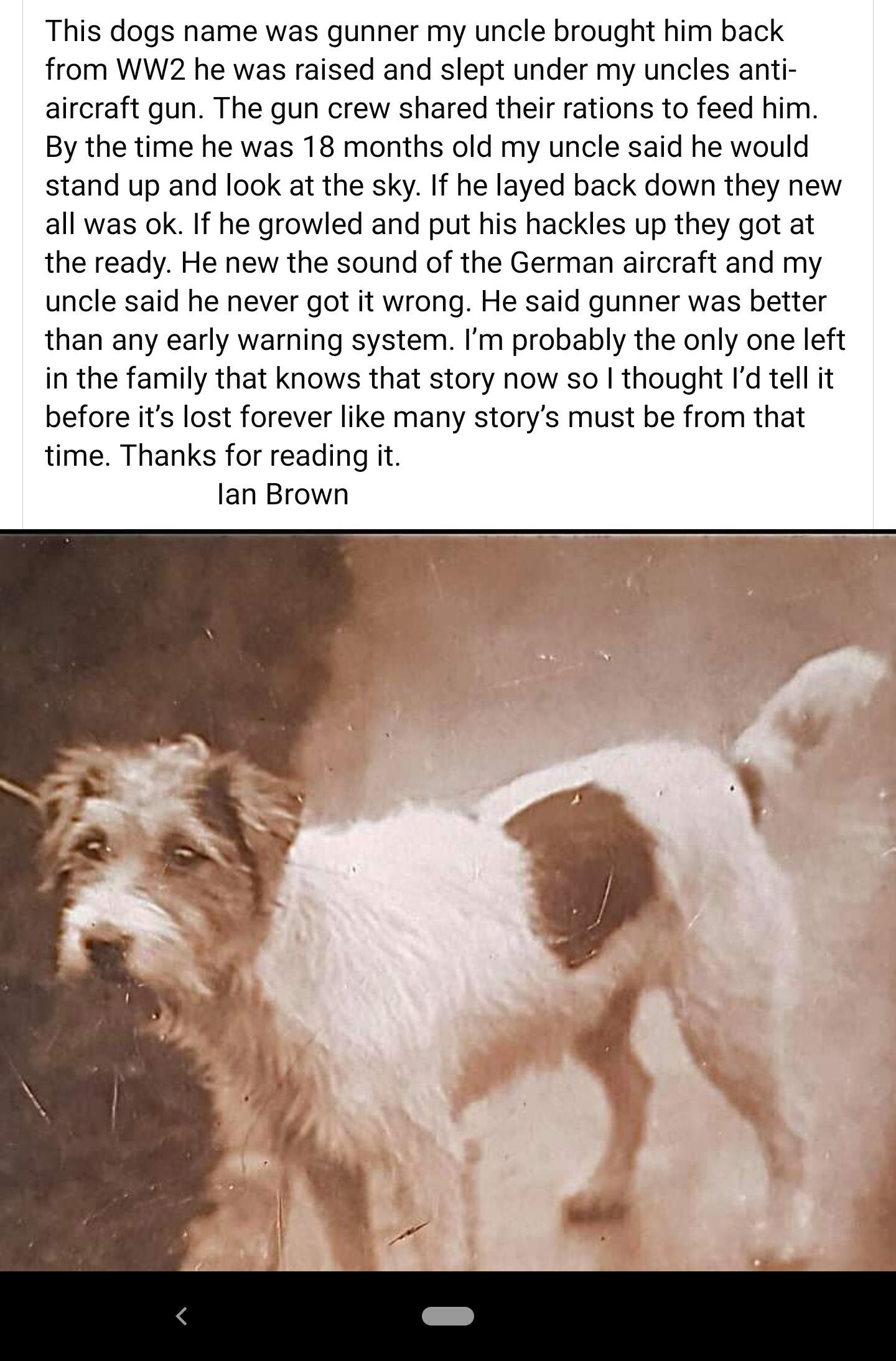 2103 ATl L 8 9 o Home Favorites Recent This dogs name was gunner my uncle brought him back from WW2 he was raised and slept under my uncles anti aircraft gun The gun crew shared their rations to feed him By the time he was 18 months old my uncle said he would stand up and look at the sky If he layed back down they new all was ok If he growled and put his hackles up they got at the ready He new the