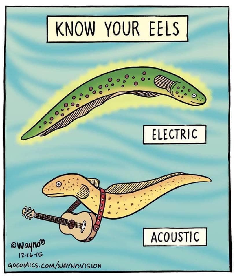 KNOW YOUR EELS ELECTRIC ACOUSTIC GOCOMICS ComWAYNOVISION