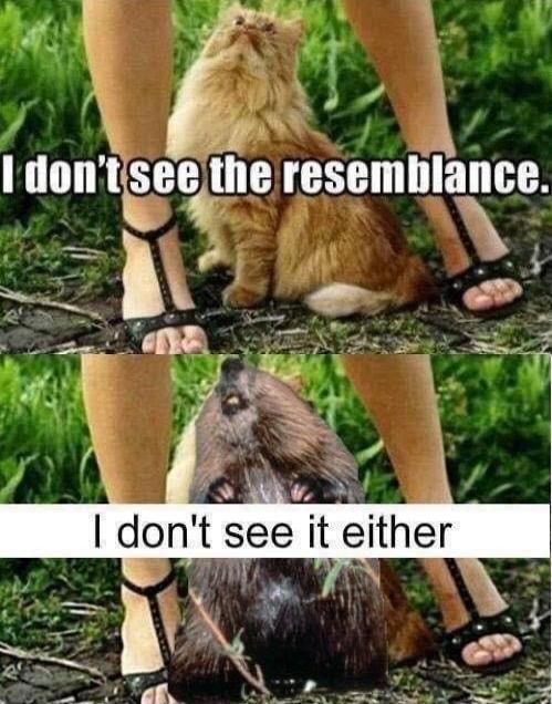 I don't see the resemblance. I don't see it either.