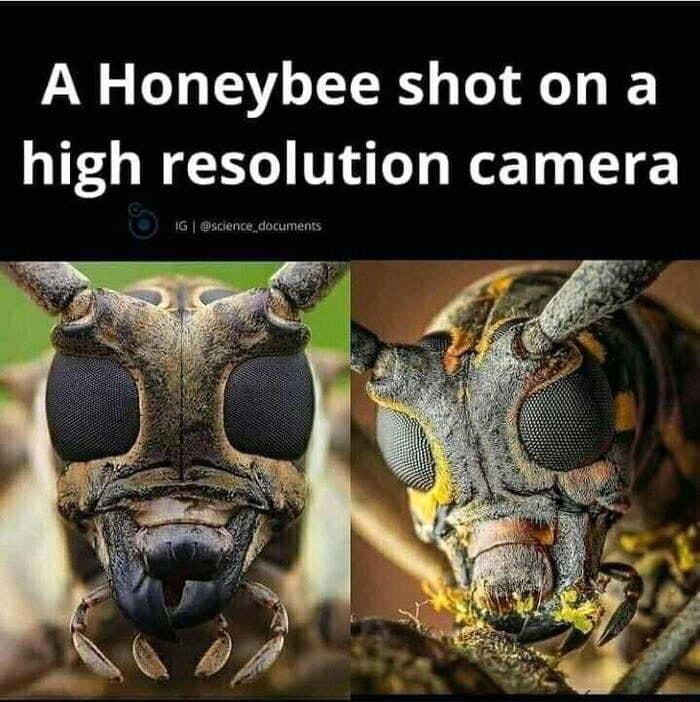 A Honeybee shot on a high resolution camera