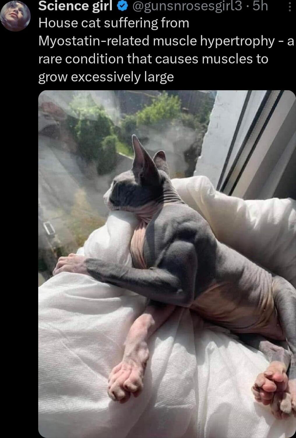 Science girl gunsnros House cat suffering from Myostatin related muscle hypertrophy a rare condition that causes muscles to grow excessively large