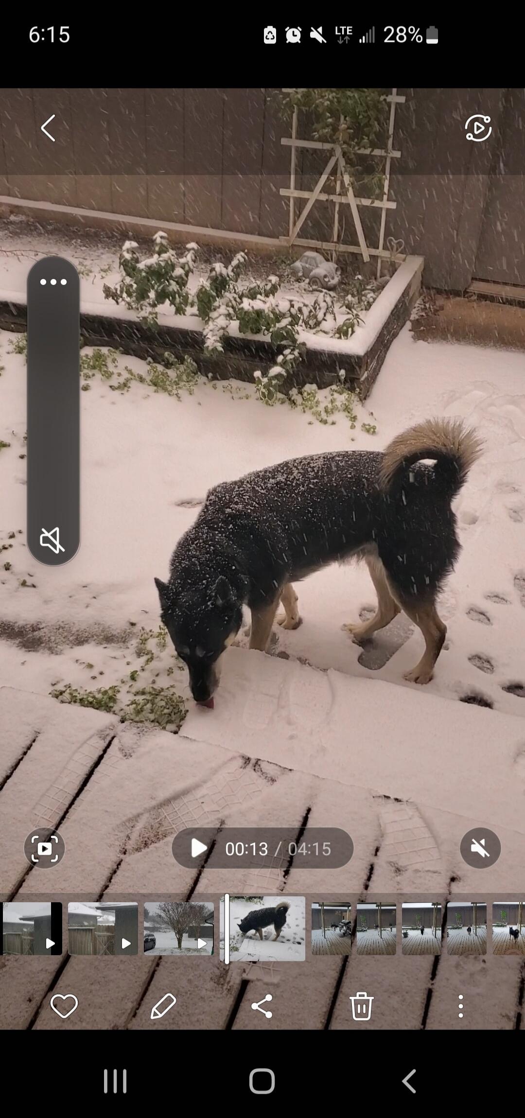 A dog is in a snowy backyard, licking or sniffing the snow-covered ground. Light snow is falling. There are snow-covered plants in a raised garden bed.
