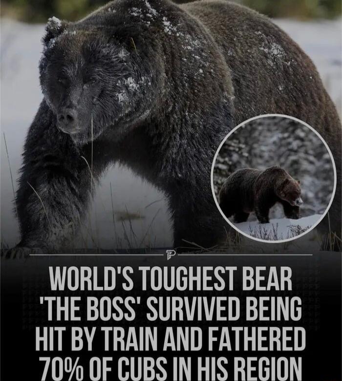 WORLDS TOUGHEST BEAR THE BOSS SURVIVED BEING HIT BY TRAIN AND FATHERED 70 OF CUBS IN HIS REGION