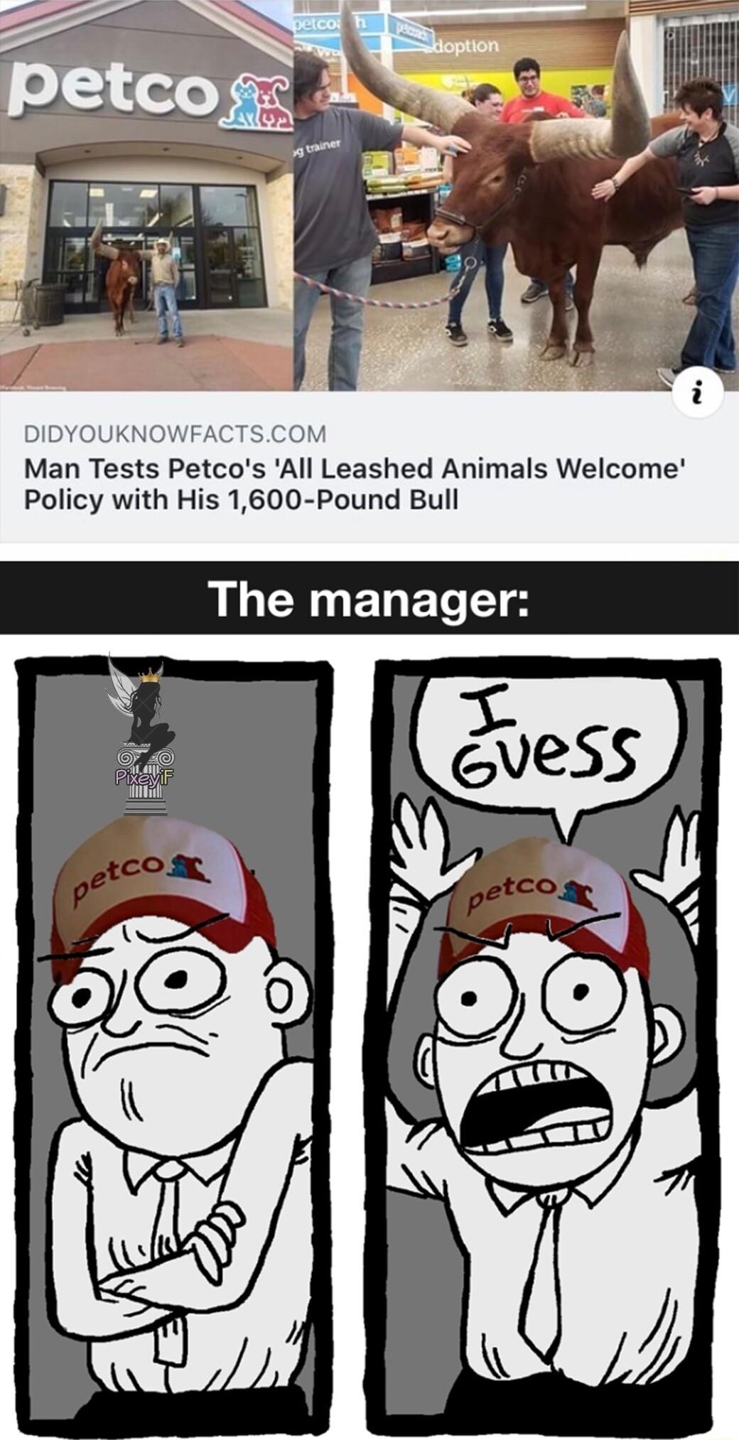 DIDYOUKNOWFACTSCOM Man Tests Petcos All Leashed Animals Welcome Policy with His 1600 Pound Bull