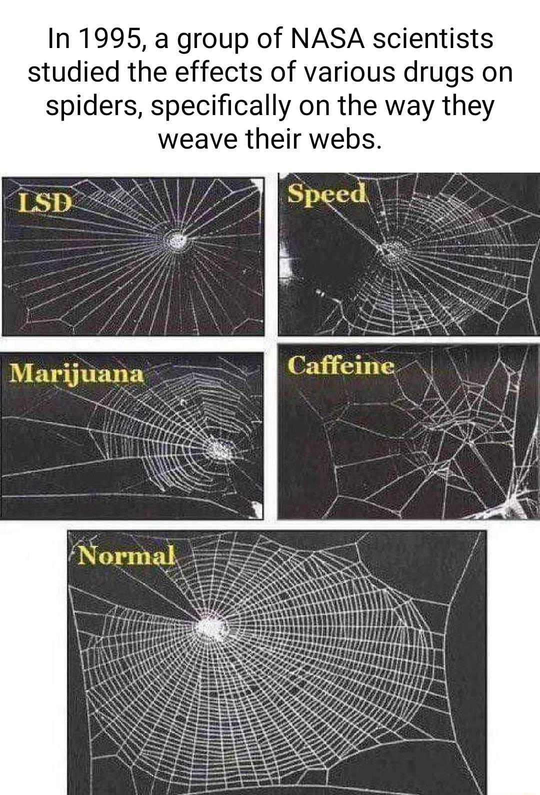 In 1995 a group of NASA scientists studied the effects of various drugs on spiders specifically on the way they weave their webs