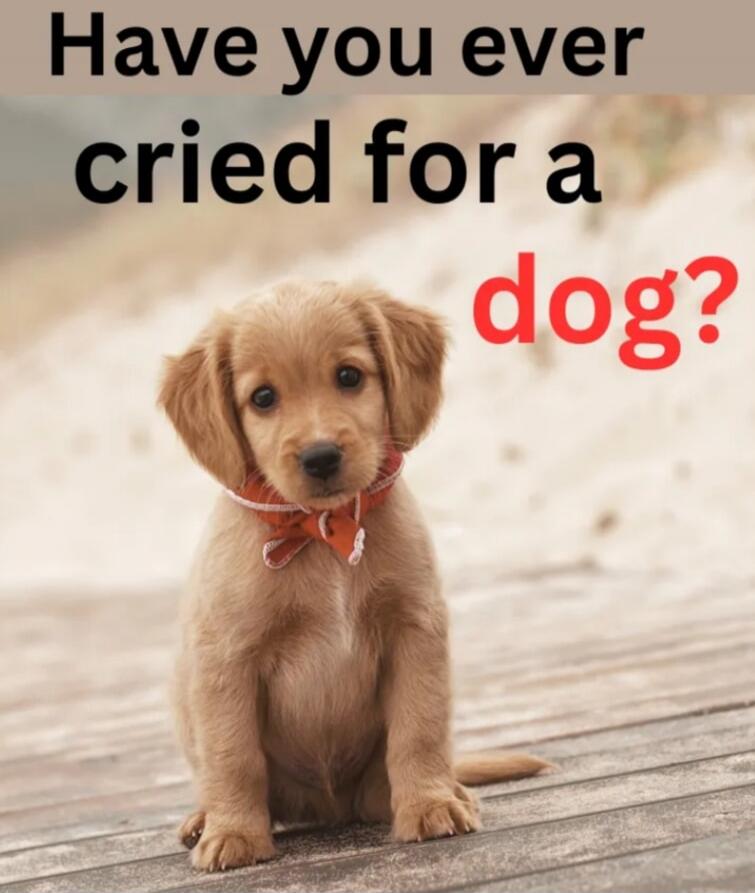 Have you ever cried for a dog?