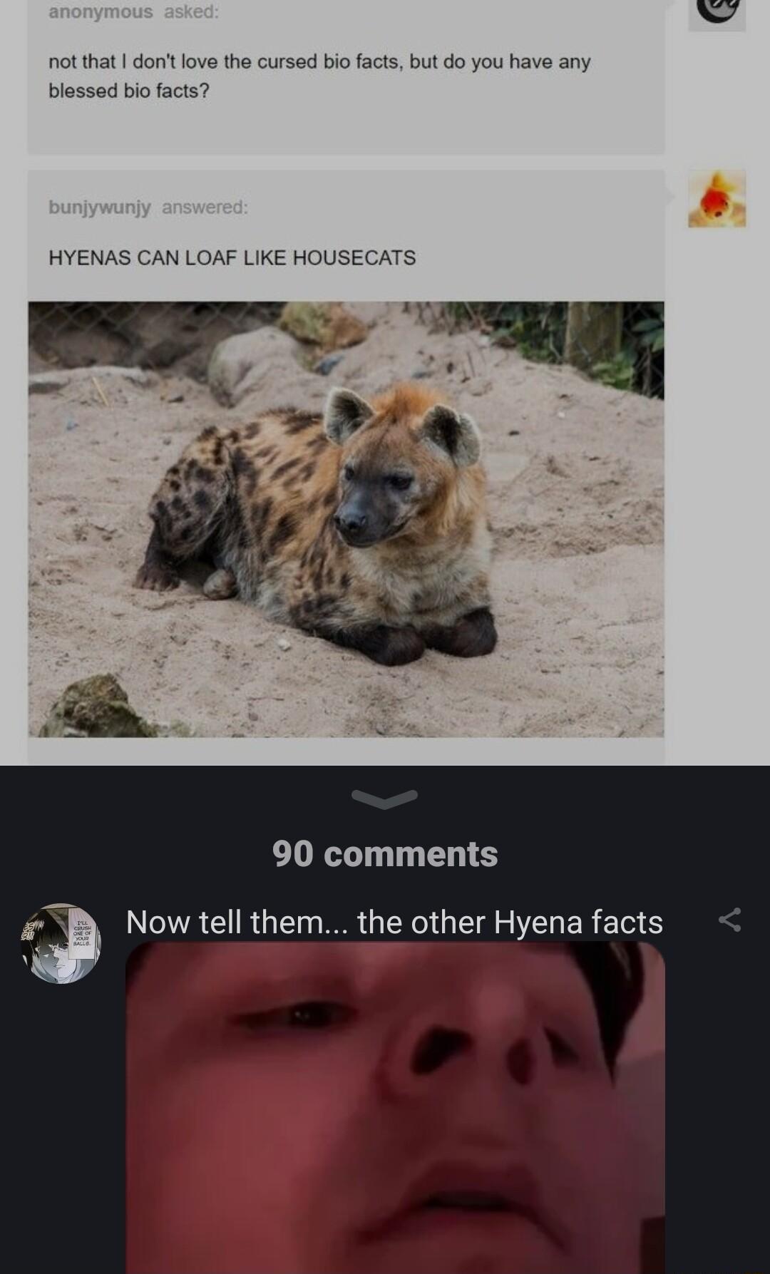 notthat dontlove the cursed bio facts but do you have any blassed bio facts HYENAS CAN LOAF LIKE HOUSECATS 90 comments Now tell them the other Hyena facts il o A