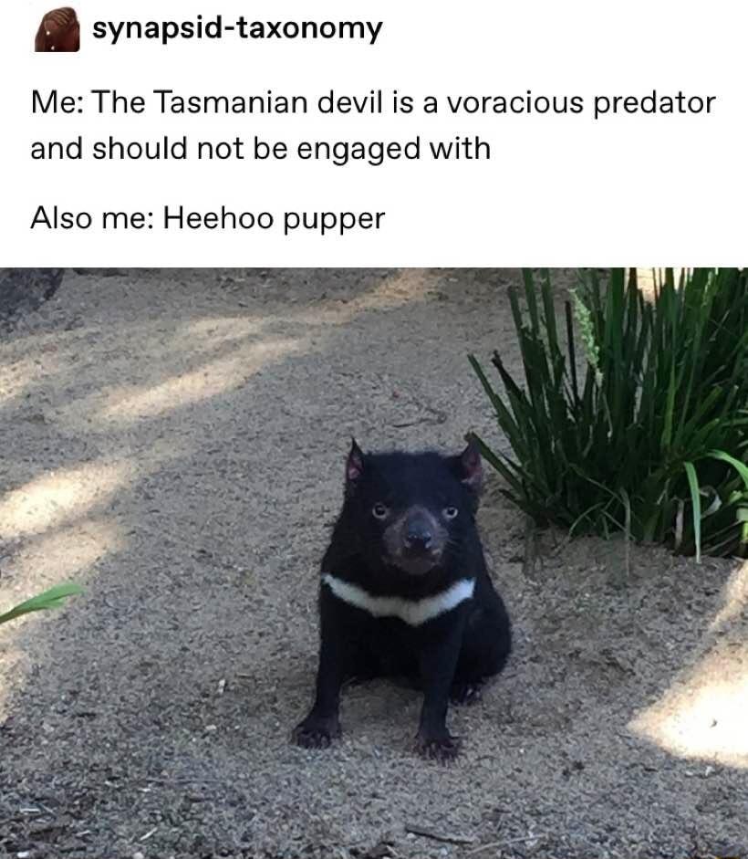 synapsid taxonomy Me The Tasmanian devil is a voracious predator and should not be engaged with Also me Heehoo pupper