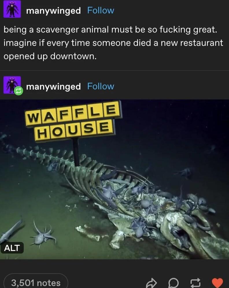 n manywinged Follow being a scavenger animal must be so fucking great imagine if every time someone died a new restaurant opened up downtown n manywinged Follow 3501 notes o J