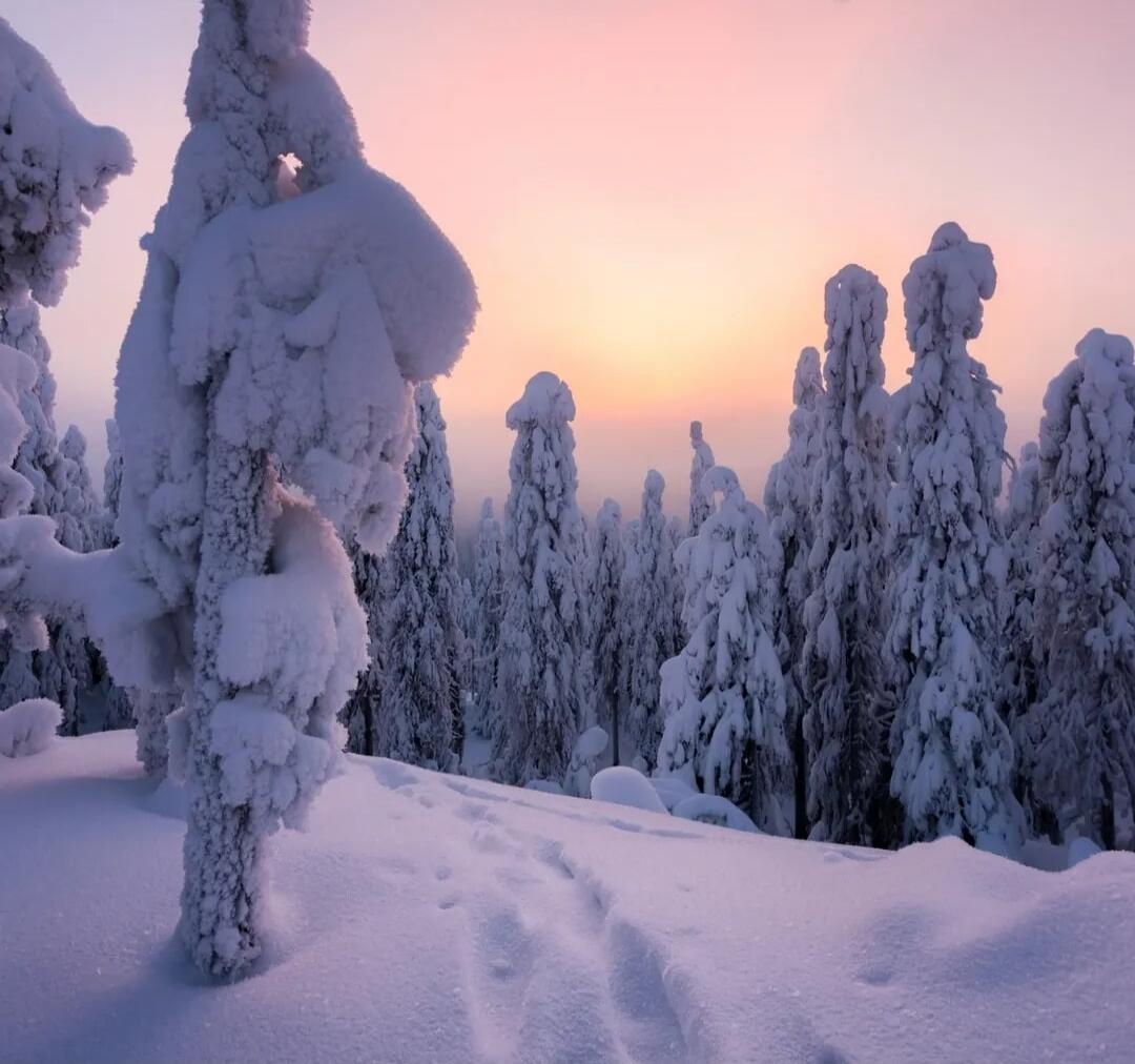 Snow-covered trees in a winter landscape at sunset.