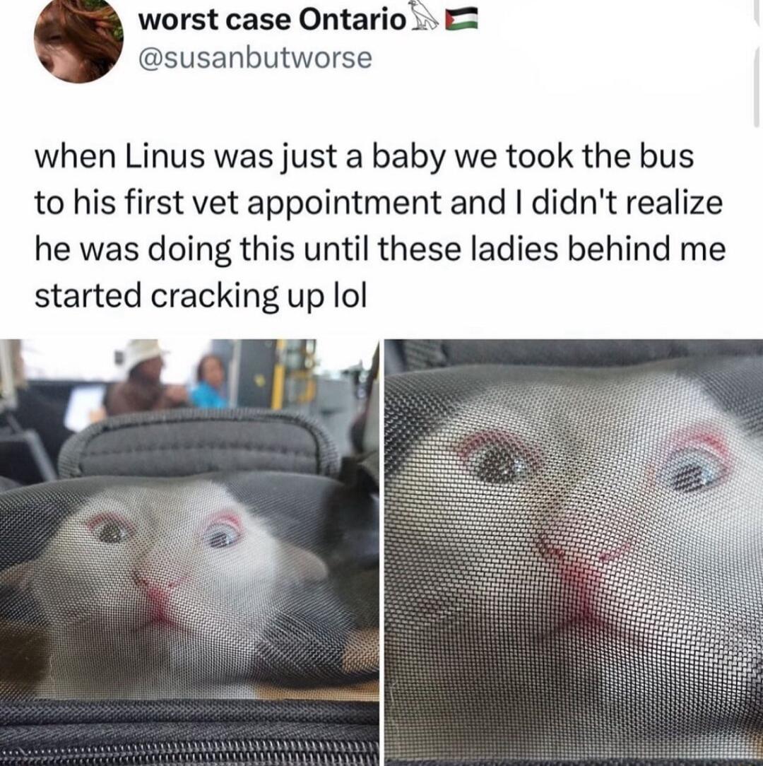 worst case Ontario E susanbutworse when Linus was just a baby we took the bus to his first vet appointment and didnt realize he was doing this until these ladies behind me started cracking up lol