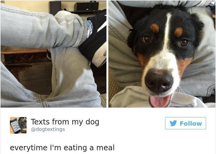 u Texts from my dog everytime Im eating a meal M 9 May 2017 9399 1107