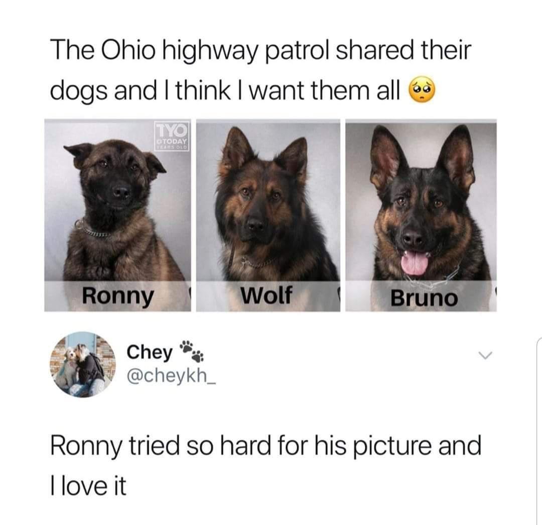 The Ohio highway patrol shared their dogs and think want them all 8B Chey cheykh_ Ronny tried so hard for his picture and love it