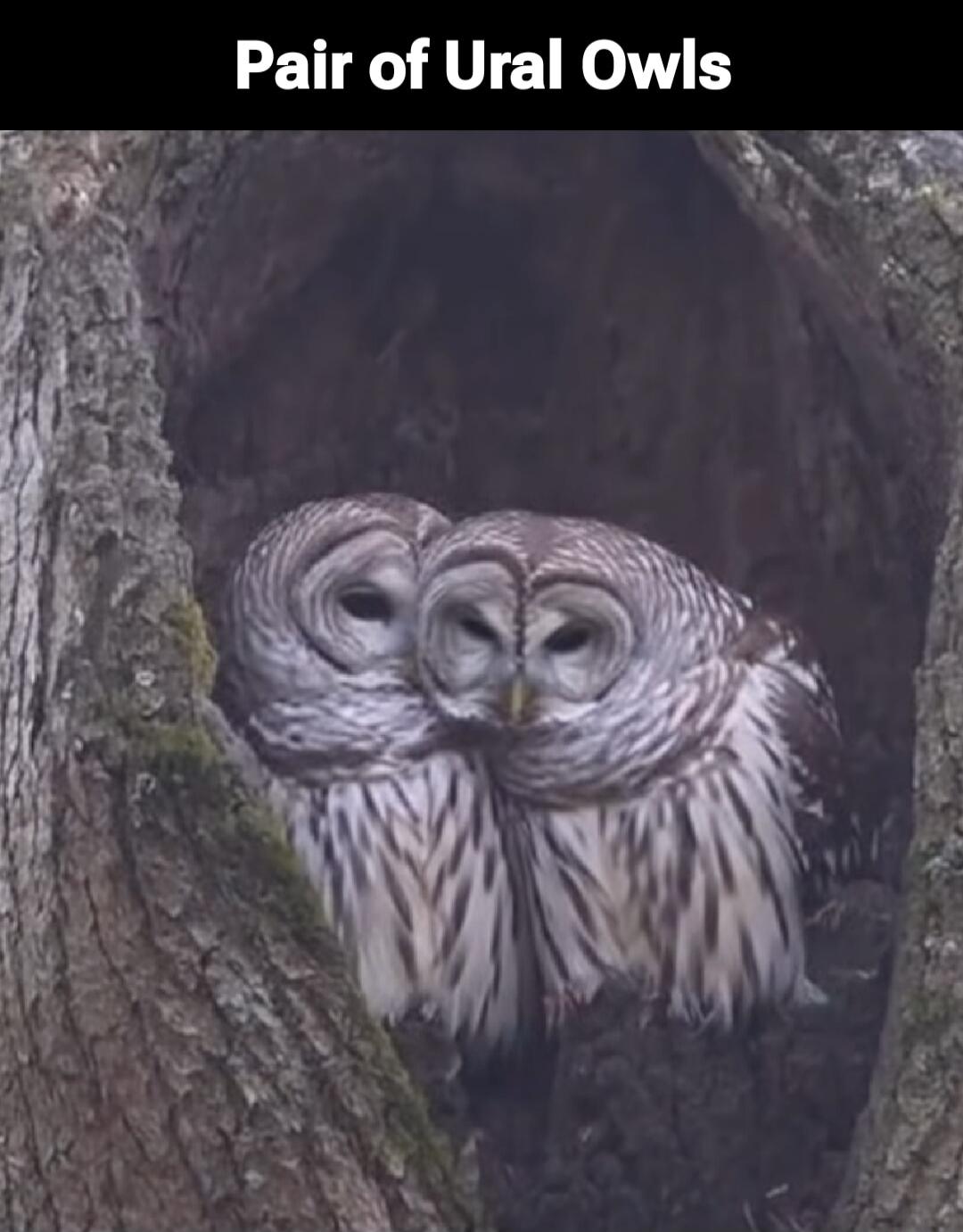 Pair of Ural Owls