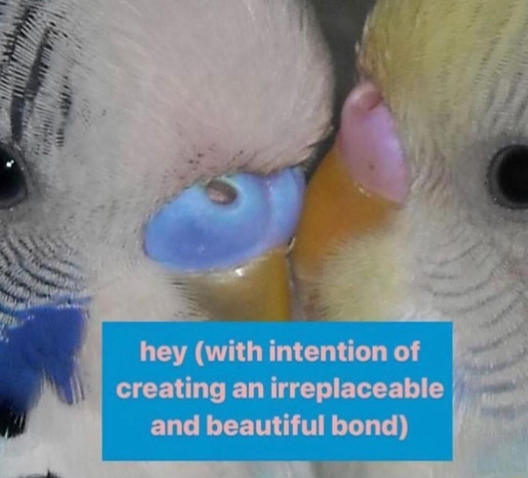 hey (with intention of creating an irreplaceable and beautiful bond)