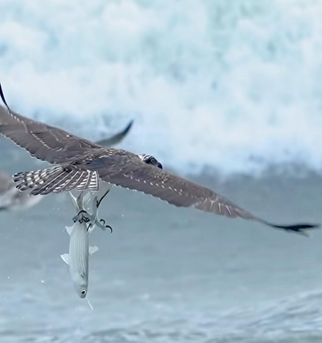 A bird flying with a fish clutched in its talons over the ocean, with waves in the background.