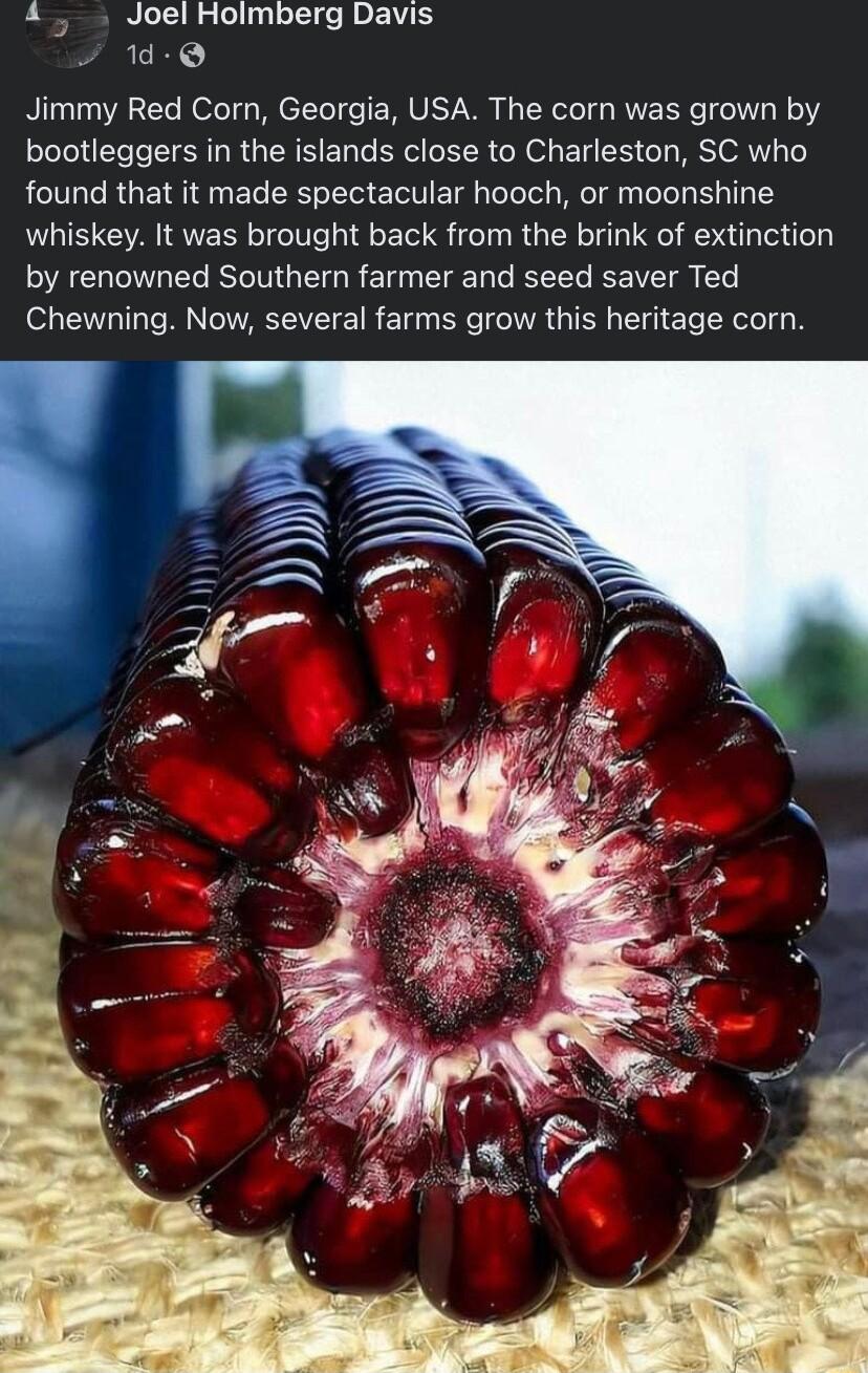 4 Joel Hoimberg Davis 1d Q Jimmy Red Corn Georgia USA The corn was grown by bootleggers in the islands close to Charleston SC who found that it made spectacular hooch or moonshine whiskey It was brought back from the brink of extinction by renowned Southern farmer and seed saver Ted Chewning Now several farms grow this heritage corn