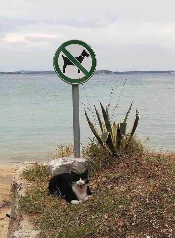 A black and white cat is sitting on the grass next to a 'no dogs allowed' sign by the water, appearing to smirk or laugh at the sign.