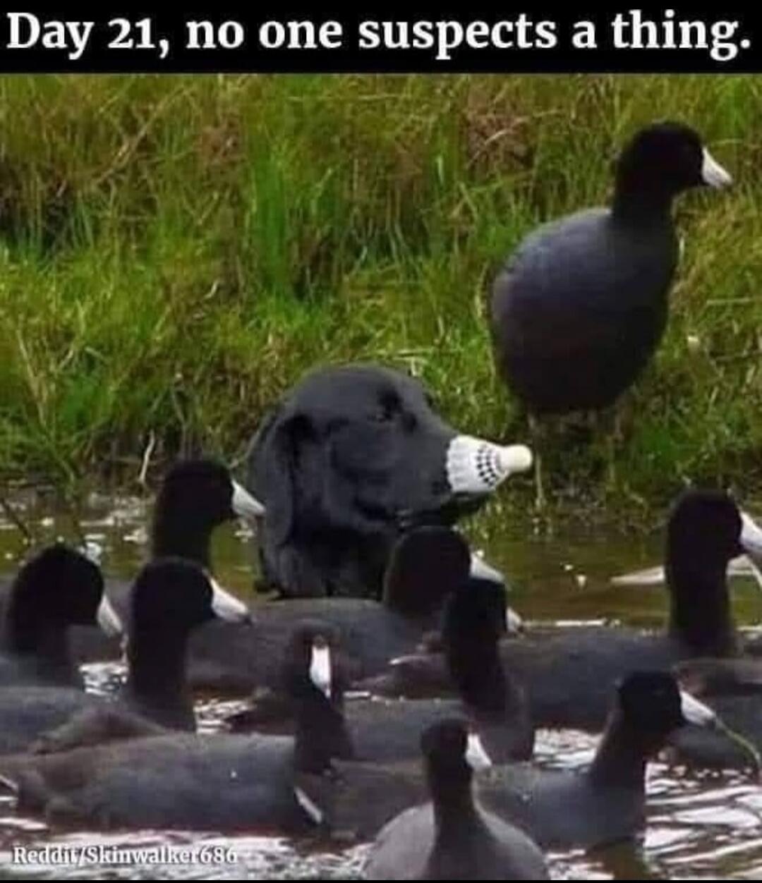 Day 21, no one suspects a thing.