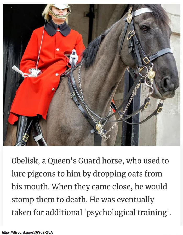 Obelisk a Queens Guard horse who used to lure pigeons to him by dropping oats from his mouth When they came close he would stomp them to death He was eventually taken for additional psychological training g idiscordgggSIWCSREMA