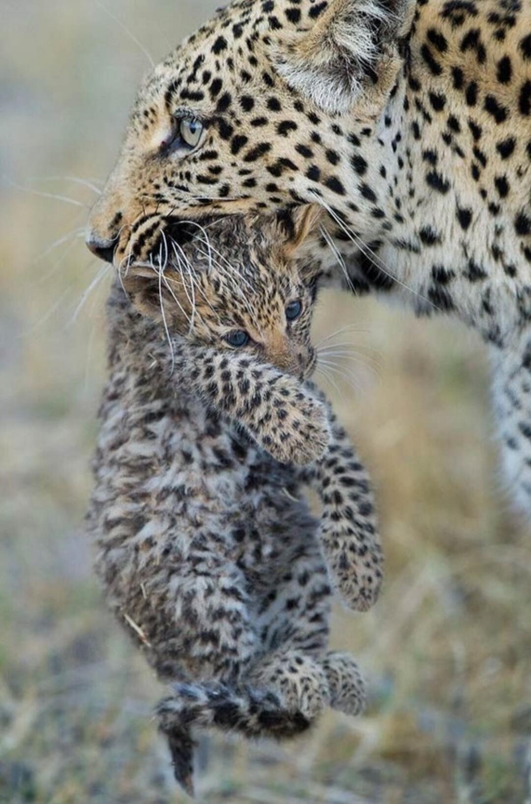 A leopardess carries her cub by the scruff in the wild.