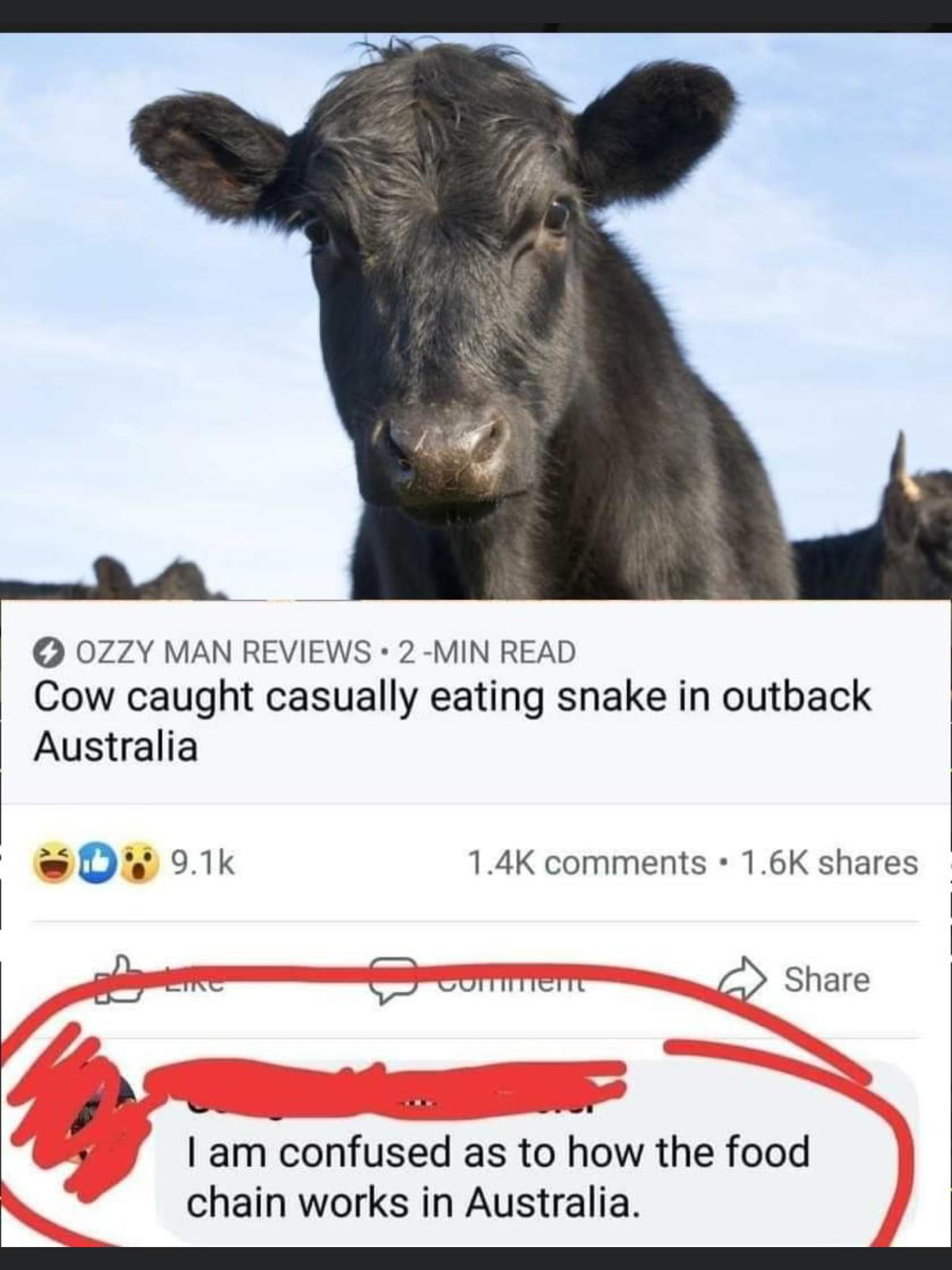 0ZZY MAN REVIEWS 2 MIN READ Cow caught casually eating snake in outback Australia w D 91k 14K comments 16K shares 5 EThRe COTTHTIert 5 Share y S s am confused as to how the food chain works in Australia I e