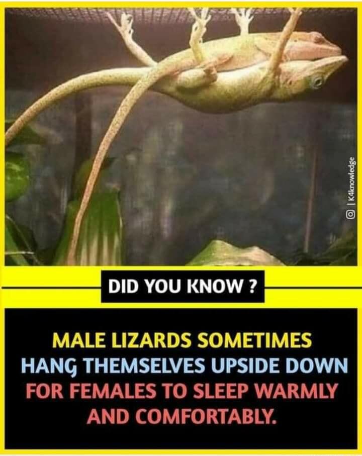 DID YOU KNOW MALE LIZARDS SOMETIMES HANG THEMSELVES UPSIDE DOWN FOR FEMALES TO SLEEP WARMLY AND COMFORTABLY