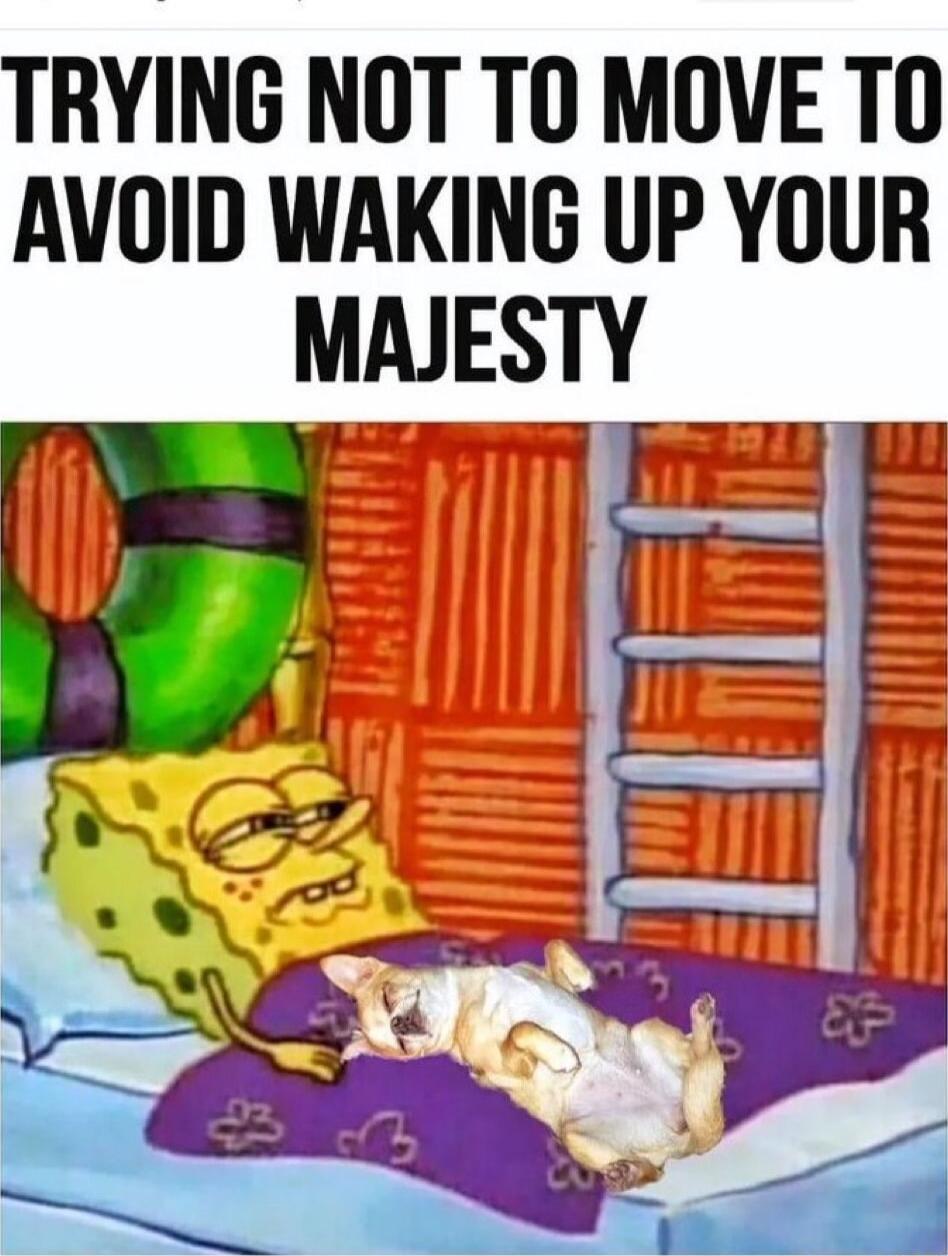 TRYING NOT T0 MOVE T0 AVOID WAKING UP YOUR MAJESTY