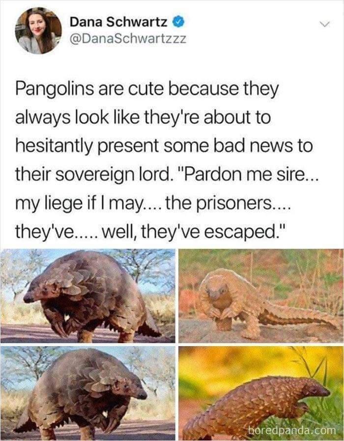 Dana Schwartz DanaSchwartzzz Pangolins are cute because they always look like theyre about to hesitantly present some bad news to their sovereign lord Pardon me sire my liege if may the prisoners theyve well theyve escaped