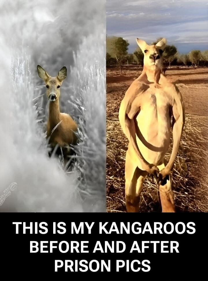 THIS IS MY KANGAROOS BEFORE AND AFTER PRISON PICS