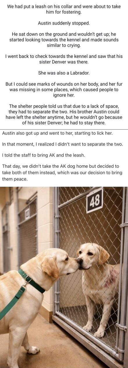 We had put a leash on his collar and were about to take him for fostering. Austin suddenly stopped. He sat down on the ground and wouldn't get up; he started looking towards the kennel and made sounds similar to crying. I went back to check towards the kennel and saw that his sister Denver was there. She was also a Labrador. But I could see marks o
