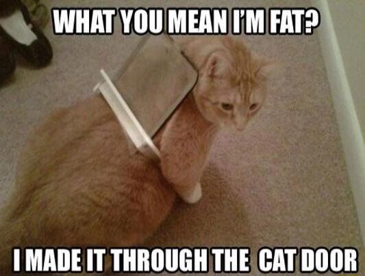 WHATYOU MEAN 1M FAT2 1 MADE IT THROUGH THE CATDOOR