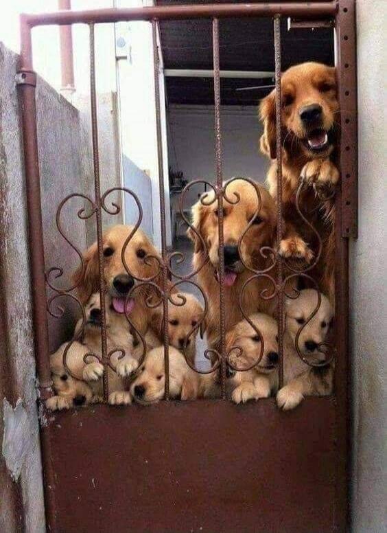 A group of golden retriever puppies behind a metal gate.