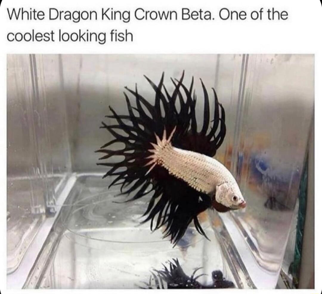 i White Dragon King Crown Beta One of the coolest looking fish
