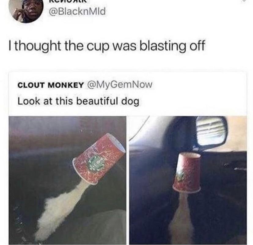 SN TRV BlacknMId thought the cup was blasting off CLOUT MONKEY MyGemNow Look at this beautiful dog