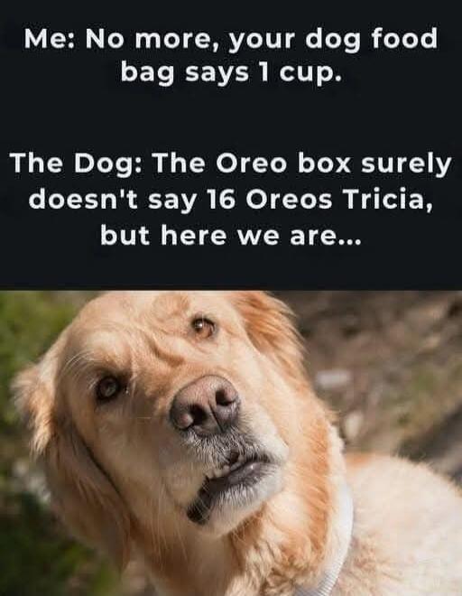 Me: No more, your dog food bag says I cup.
The Dog: The Oreo box surely doesn't say 16 Oreos Tricia, but here we are...