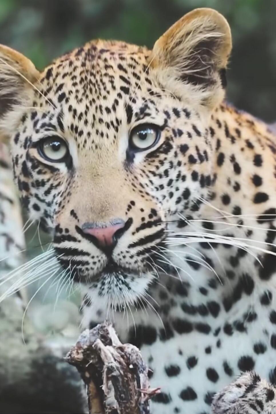 Leopard close-up portrait with piercing eyes.