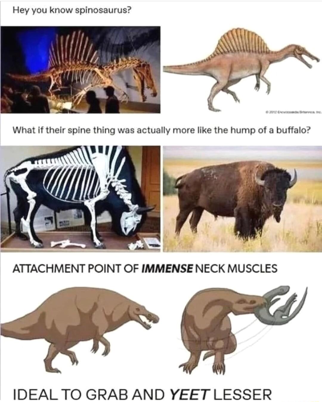 Hey you know spinosaurus ATTACHMENT POINT OF IMMENSE NECK MUSCLES e IDEAL TO GRAB AND YEET LESSER