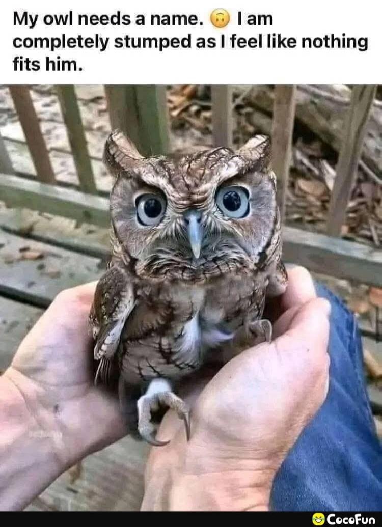 My owl needs a name. I am completely stumped as I feel like nothing fits him.