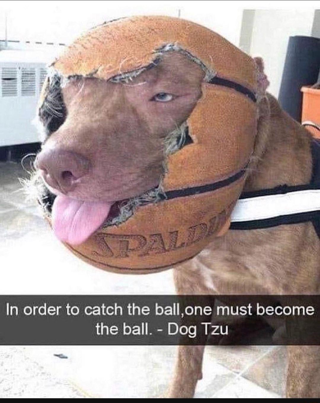 In order to catch the ballone must become the ball Dog Tzu