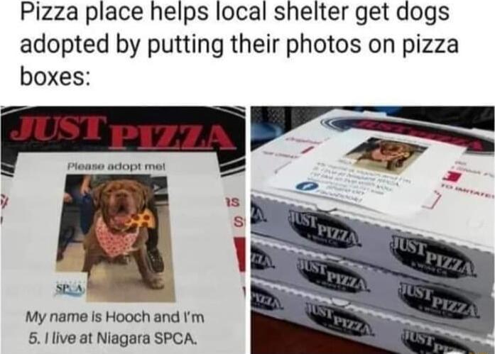 Pizza place helps local shelter get dogs adopted by putting their photos on pizza boxes My name Is Hooch and Im 51live at Niagara SPCA