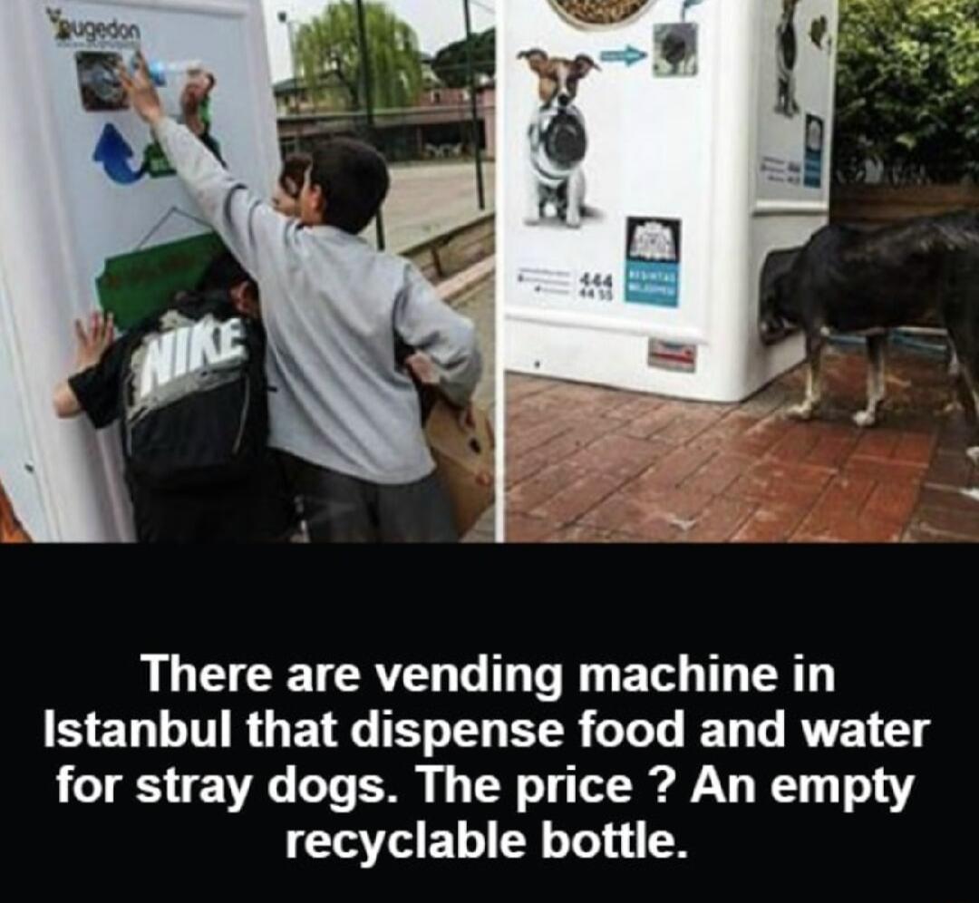 UGG G E G BN T TR SELLTRGET L EER GLL EL L RVE for stray dogs The price An empty recyclable bottle