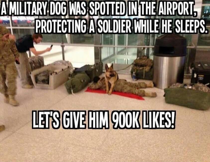A MIIITARY D0GWAS SPQITEDTHEAIRPORT PROTECTING SDIIIER WHIlE HESLEEPS et
