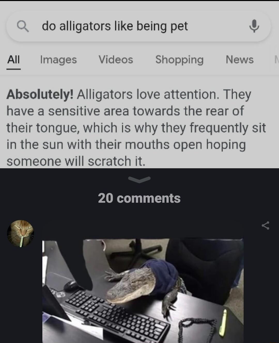 do alligators like being pet 4 Al Images Videos Shopping News Absolutely Alligators love attention They have a sensitive area towards the rear of their tongue which is why they frequently sit in the sun with their mouths open hoping someone will scratch it 20 comments