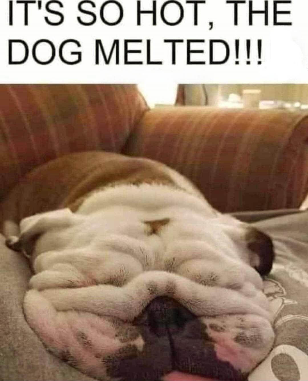 IT'S SO HOT, THE DOG MELTED!!!