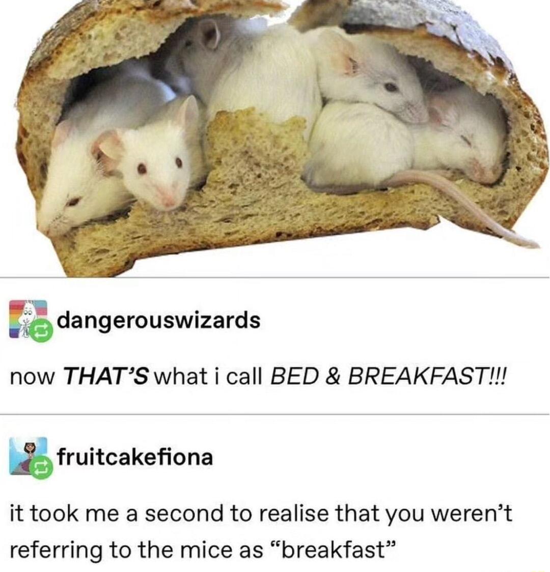 g dangerouswizards now THATS what i call BED BREAKFAST fruitcakeona it took me a second to realise that you werent referring to the mice as breakfast