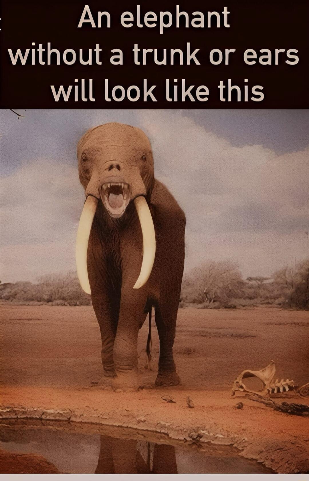 An elephant without a trunk or ears RG QT CRGTS