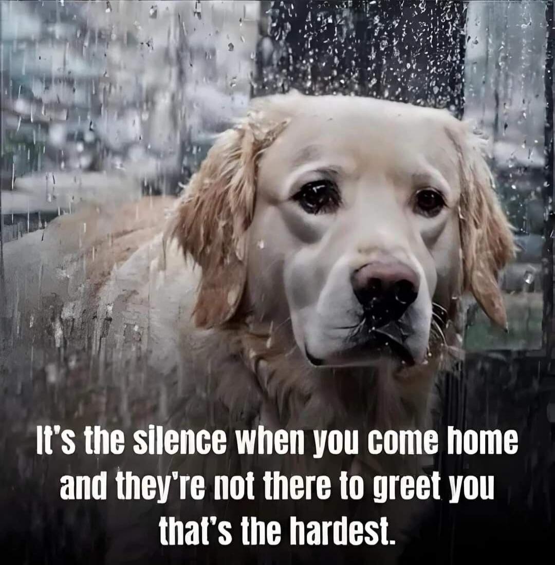 It's the silence when you come home and they're not there to greet you that's the hardest.