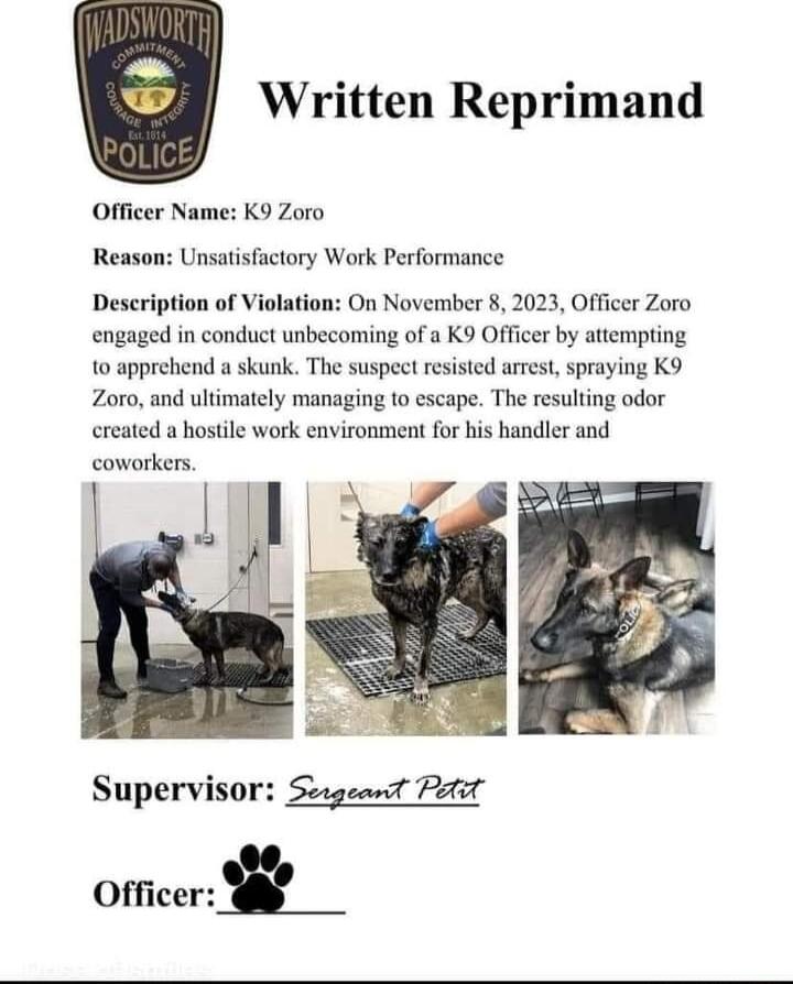 Written Reprimand Officer Name K9 Zoro Reason Unsatisfactory Work Performance Deseription of Violation On November 2023 Officer Zoro engaged in conduct unbecoming of a K9 Officer by attempting to apprehend a skunk The suspect resisted arrest spraying K9 Zoro and ultimately managing to escape The resulting odor ereated a hostile work environment for his handler and coworkers e Supervisor Seigeandt 
