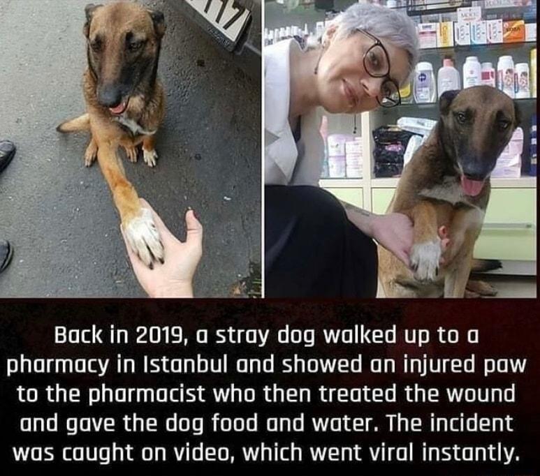 Back in 2019 a stray dog walked up to o pharmacy in Istanbul and showed an injured paw ROR LRl AT R L R I R G RN T and gave the dog food and water The incident was caught on video which went viral instantly
